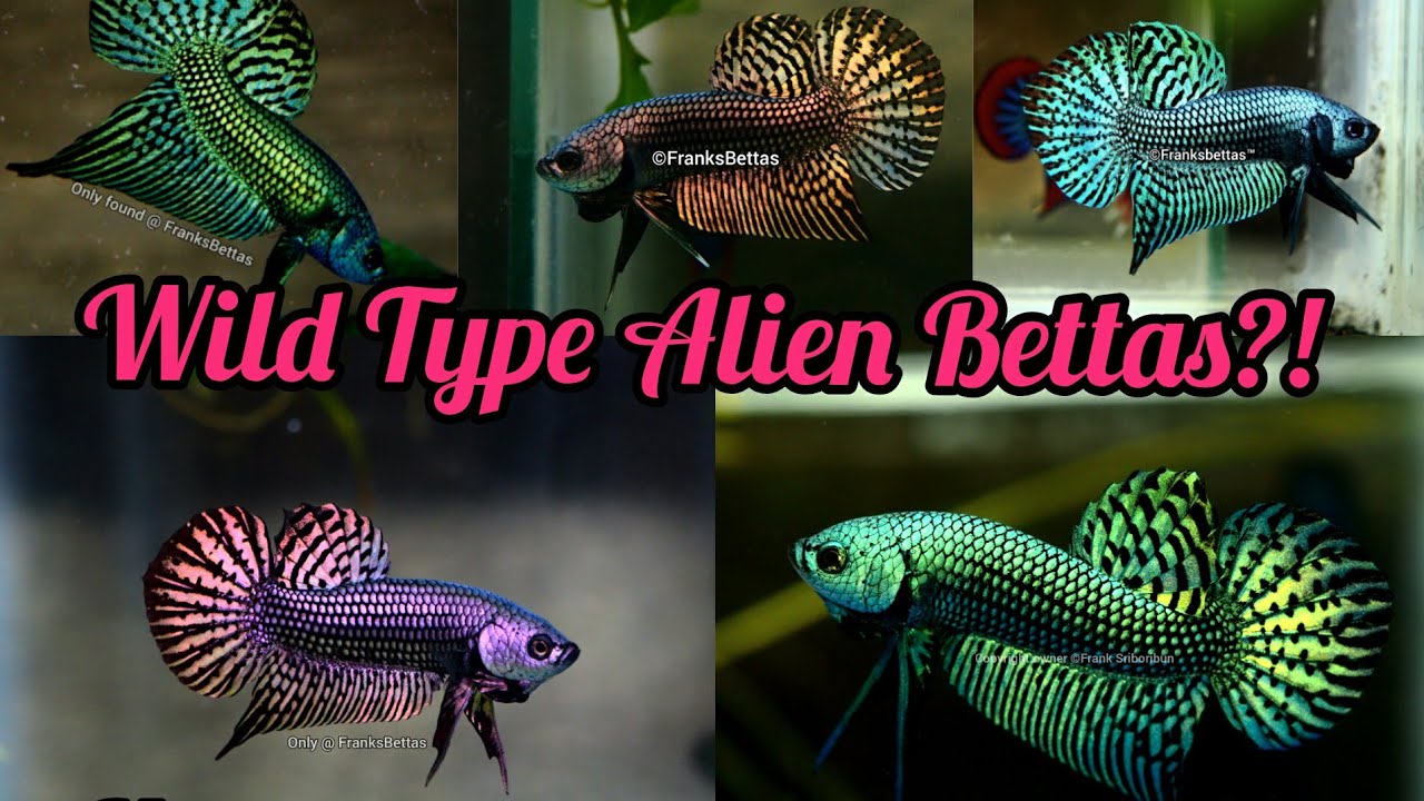 The most beautiful wild Alien Bettas?! - wild type captive bred bloodlines from FranksBettas