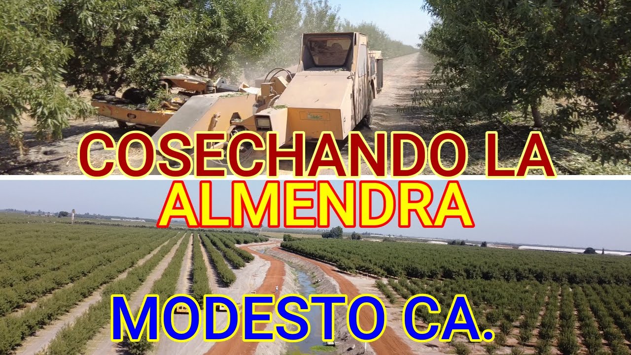 COSECHANDO LA ALMENDRA EN MODESTO CALIFOR