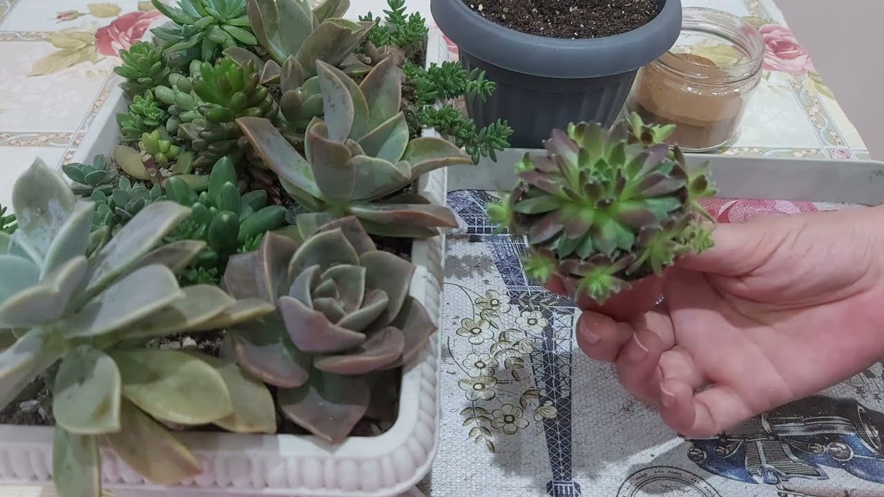 Çok tatlı sempervivum 🥰 #sukulent #vlog#sukulentbakımı