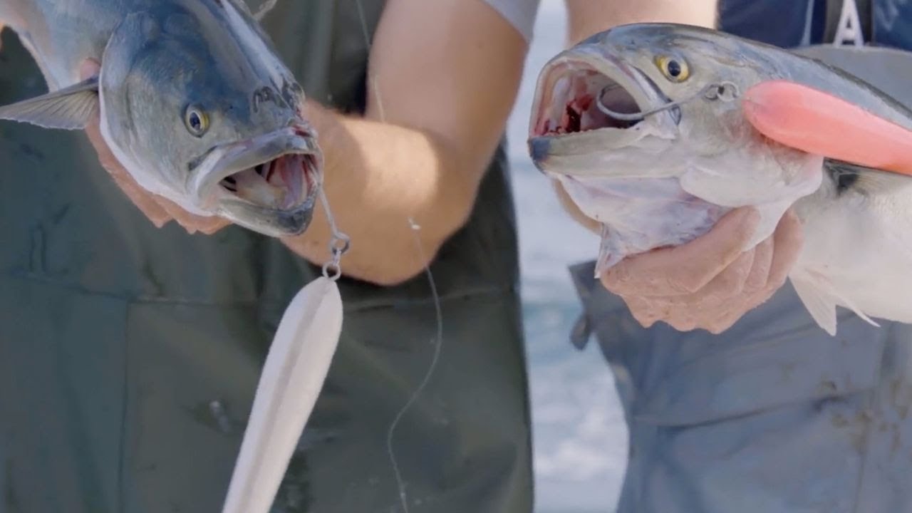 Topwater Bluefish | Hogy Surface Pencil | Cape Cod