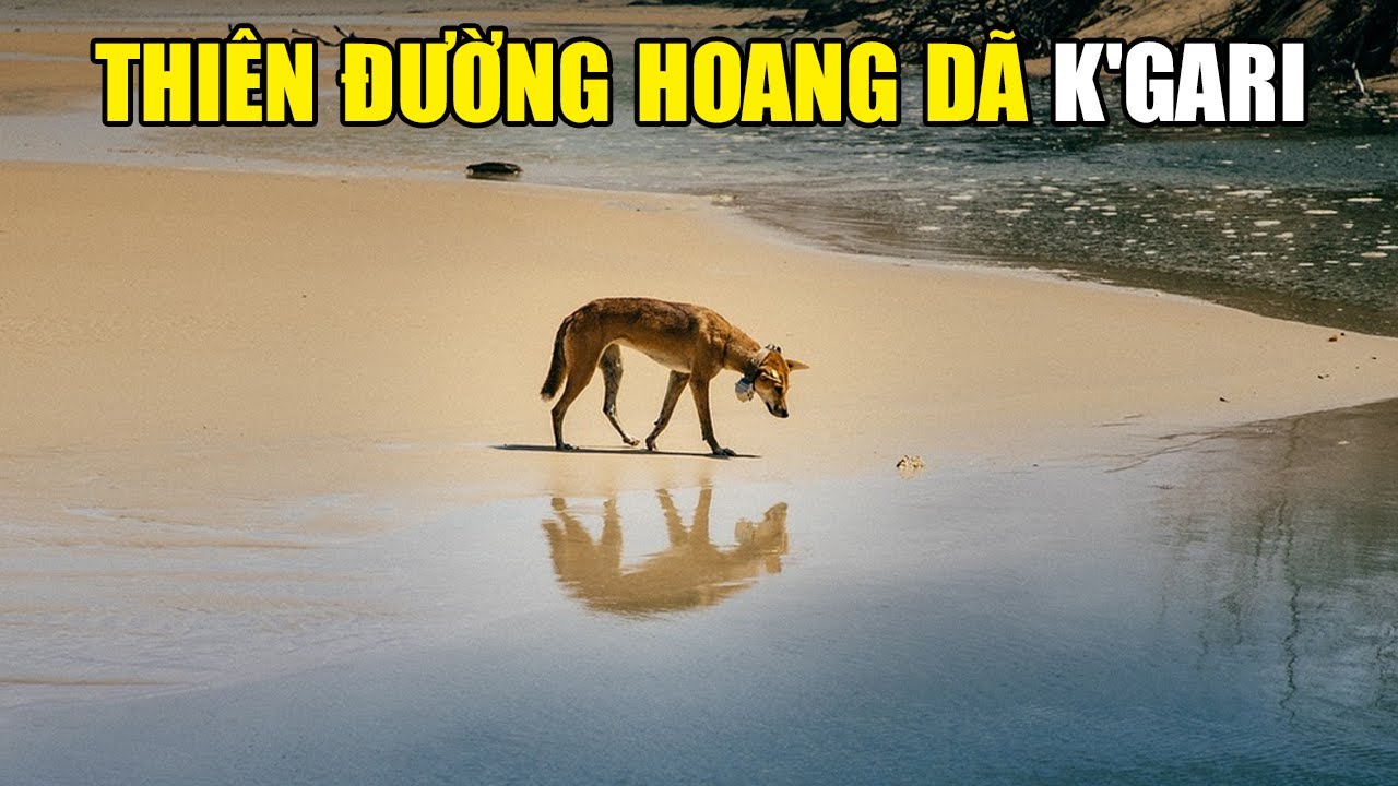 Thiên Nhiên Hoang Dã Đảo FRASER | Khám Phá Thế Giới Động Vật Hoang Dã