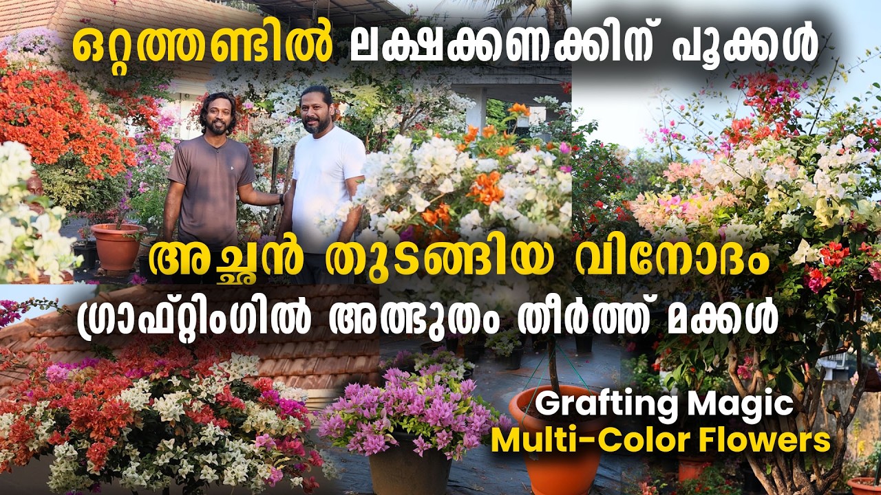 അച്ഛൻ തുടങ്ങിയ വിനോദം | ​ഗ്രാഫ്റ്റിം​ഗിൽ അത്ഭുതം തീർത്ത് മക്കൾ | Multi-Color Flowers on One Plant