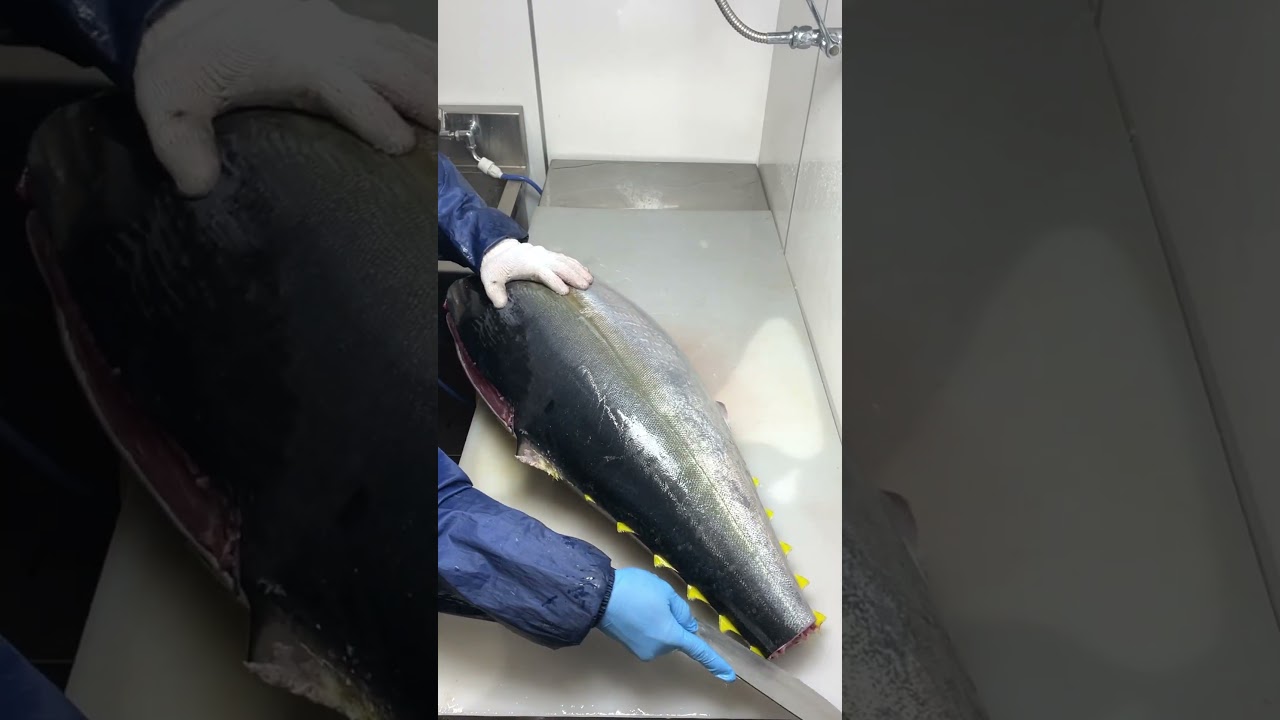 キハダマグロ　🐟Yellowfin tuna 🐟#fish #fishtank #魚 #魚捌き #ikan #マグロの捌き方 #マグロ解体 #キハダマグロ