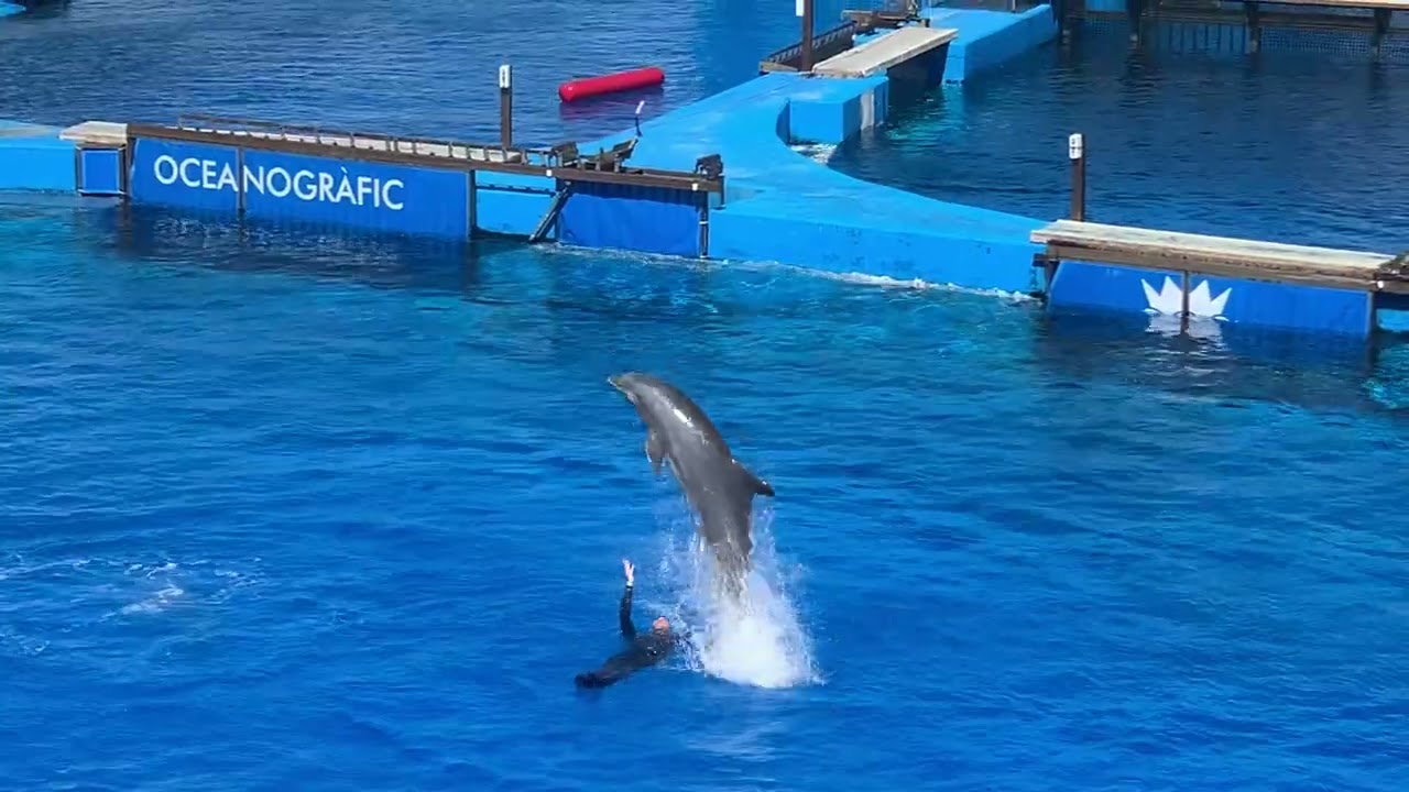 Dolphin show oceanografic Valencia 25/03/23