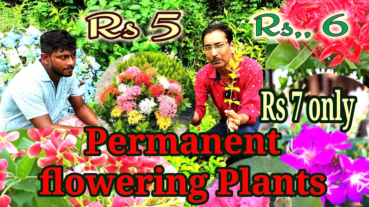 Permanent flowering Plants at Rs 5 or Rs 6 only. This is Indias Cheapest Wholesale Plant Nursery