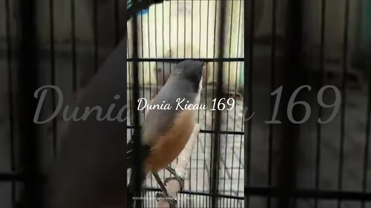 Cendet Petir Madura Gacor Full Isian