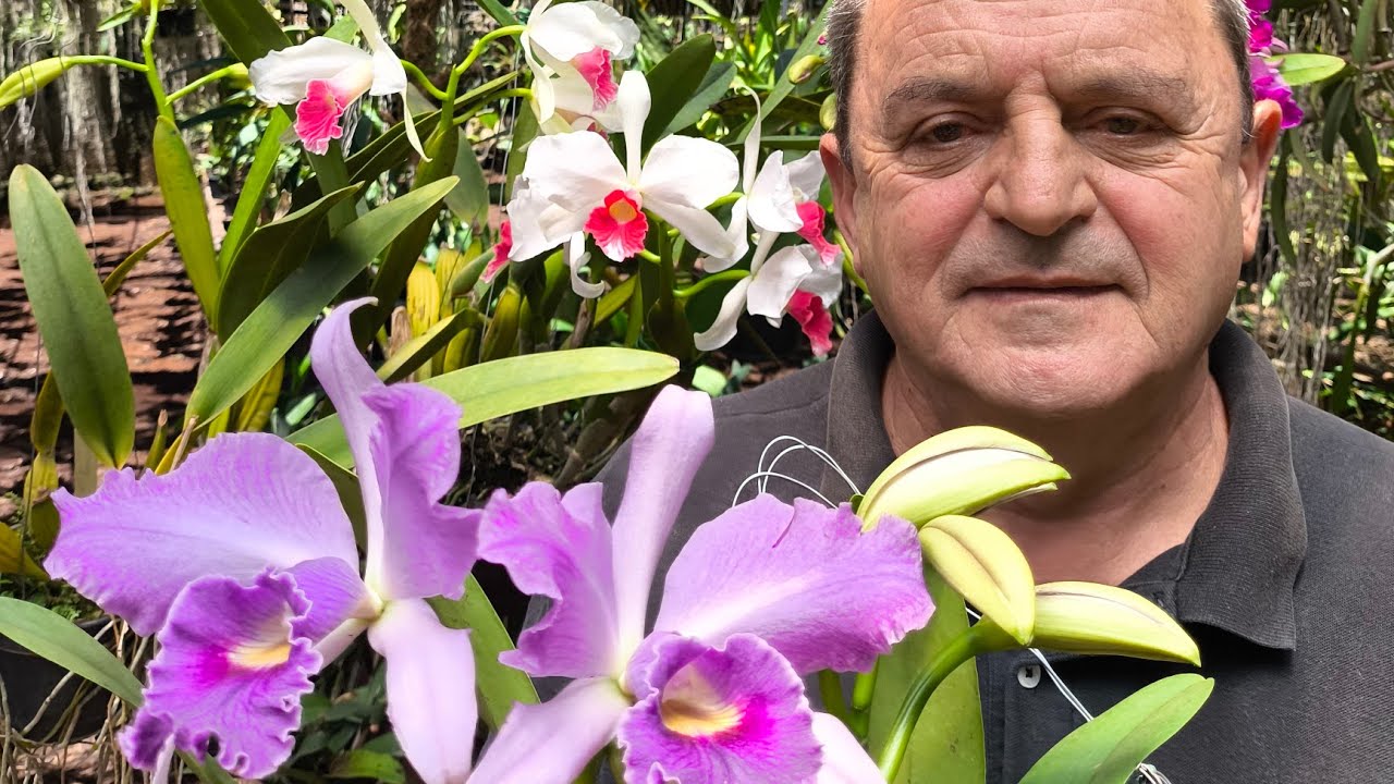 Enraizamentos, florações e grandes touceiras a venda. 