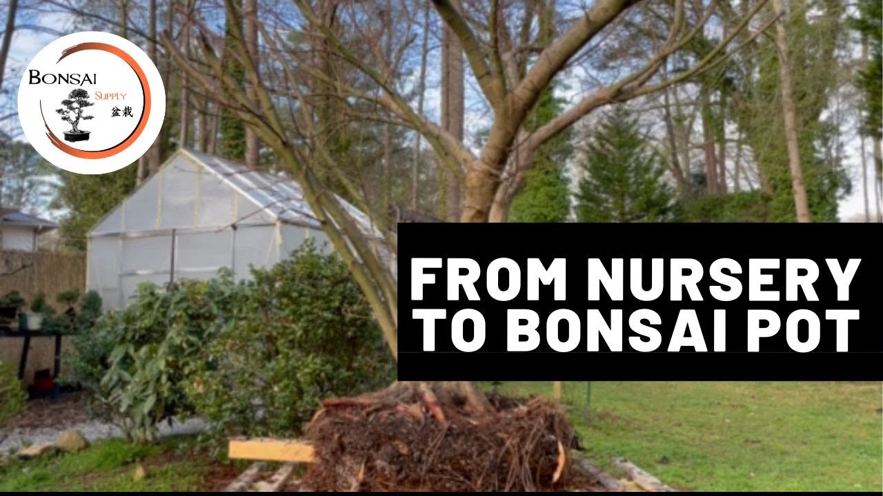 PART I: Japanese Maple from nursery to bonsai pot| The Bonsai Supply