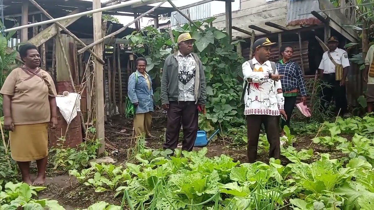 Dinas Pertanian Kabupaten Deiyai Kunjungi Ternak Babi dan Kebung Sayur Mama Marta Korano