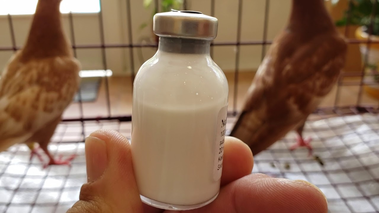 2019, PMV vaccine. Don't be foolish! Vaccinate your bird's folks.