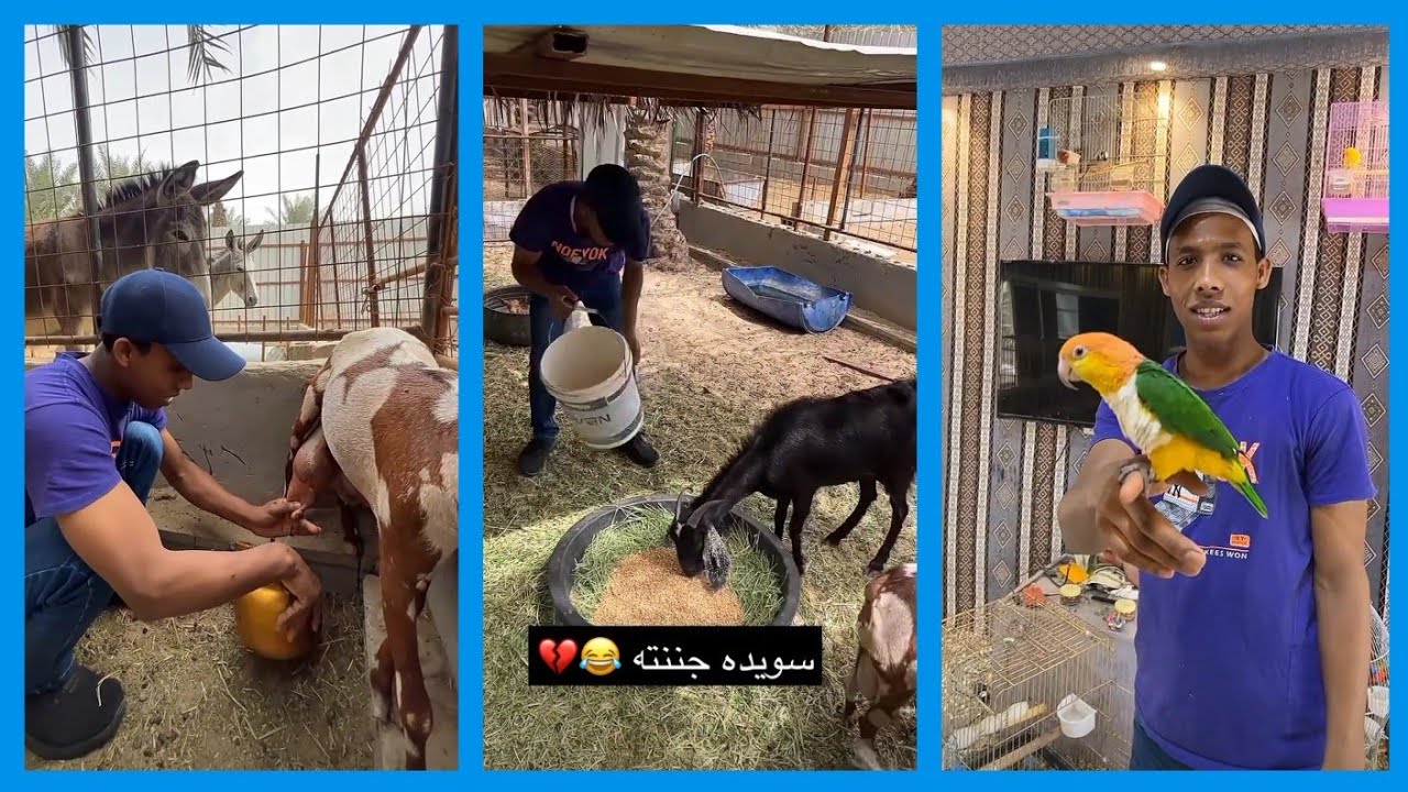 عبدالرحيم خلى العامل يحلب زوجة التيس قزومي + الطائر كايك صار صديق العامل 😳 \ سناب عبدالرحيم Bingoo