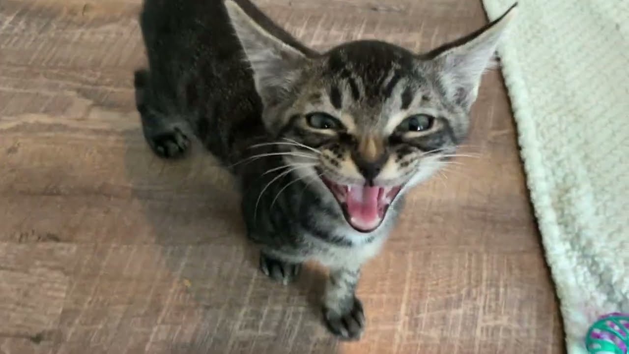 Squeaky Kittens Demand Cuddles