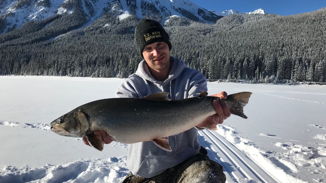 Kananaskis Bulls And Cutthroat Trout