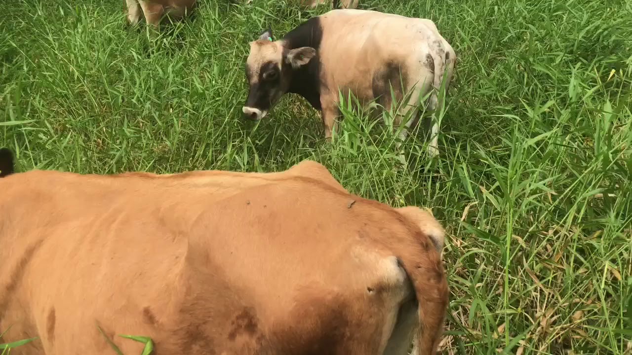 Capim Tangola 25 vacas em mil metros  ( sobrou capim )