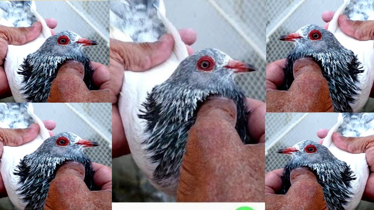 Ustad Dilawar Khan Sahab ky Heera laal or Almari Walay or Nawab Chand Khan walay Rampuri  Pigeons
