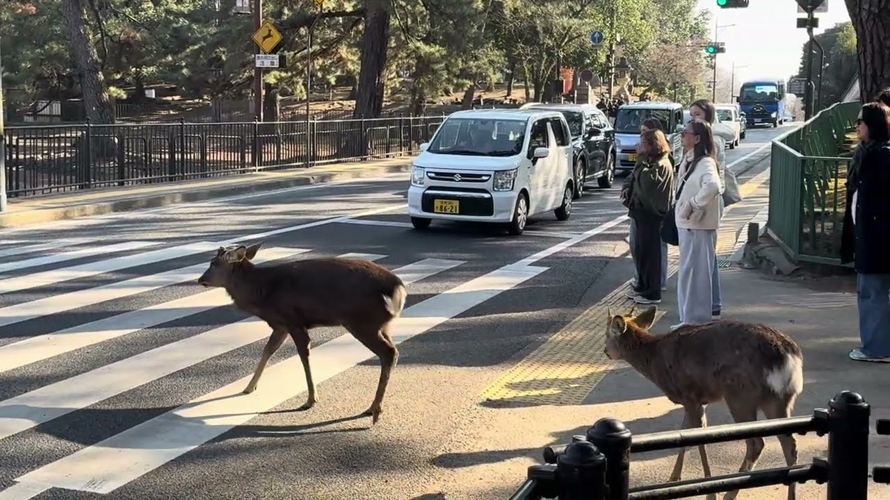 鹿の群れ横断🦌外国人観光客の反応⁉️奈良公園