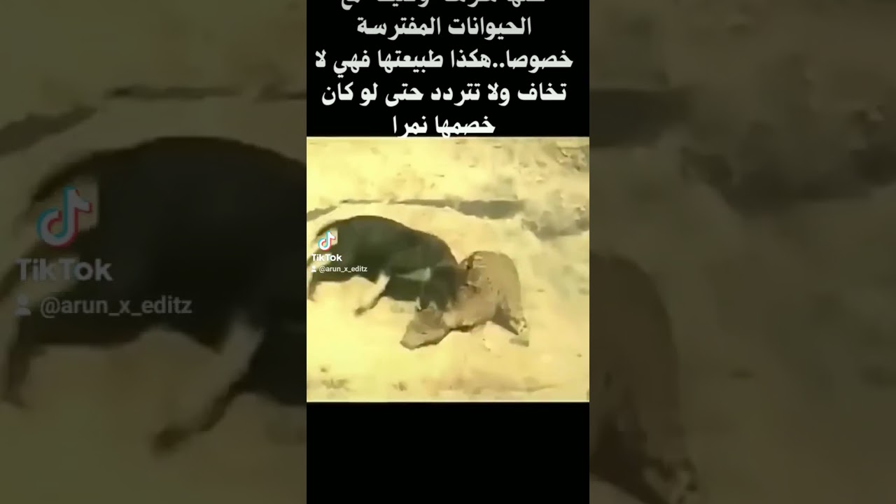 Leopard Vs dog's 🐕|||Dog's save his friend life by leopard 🐆|||#wildlife #shorts