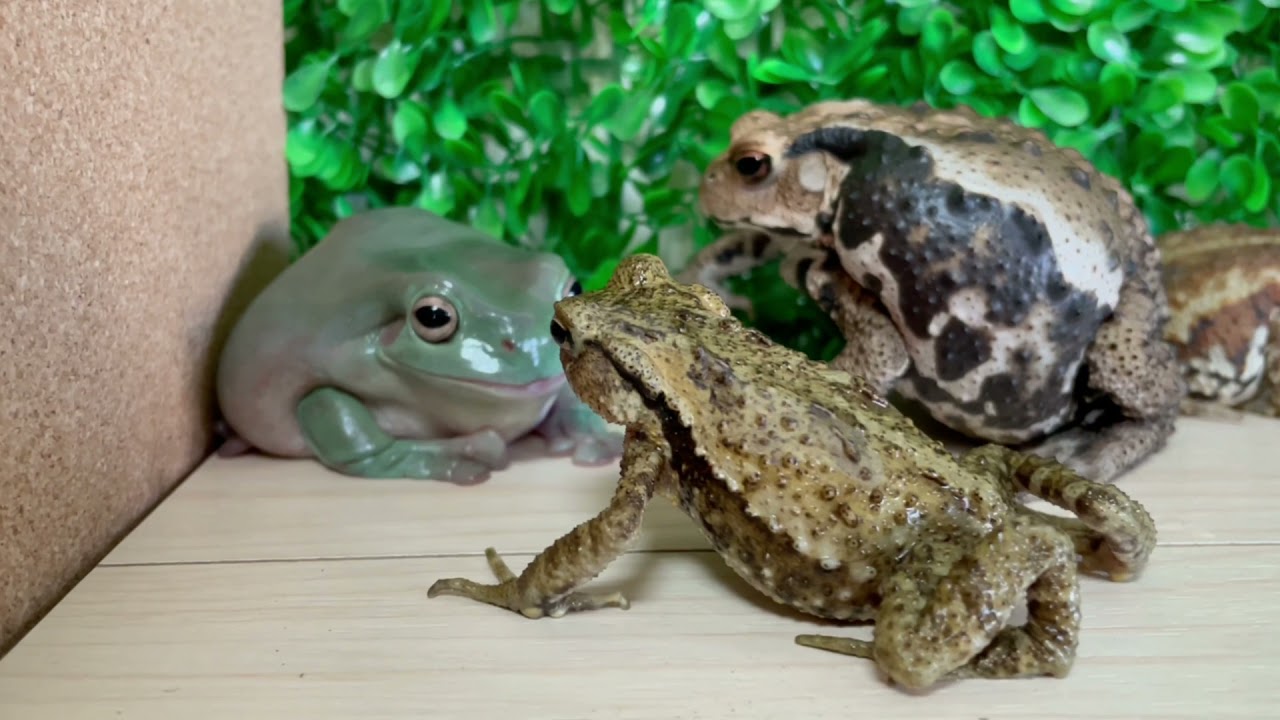 Daily life of frogs and toads！