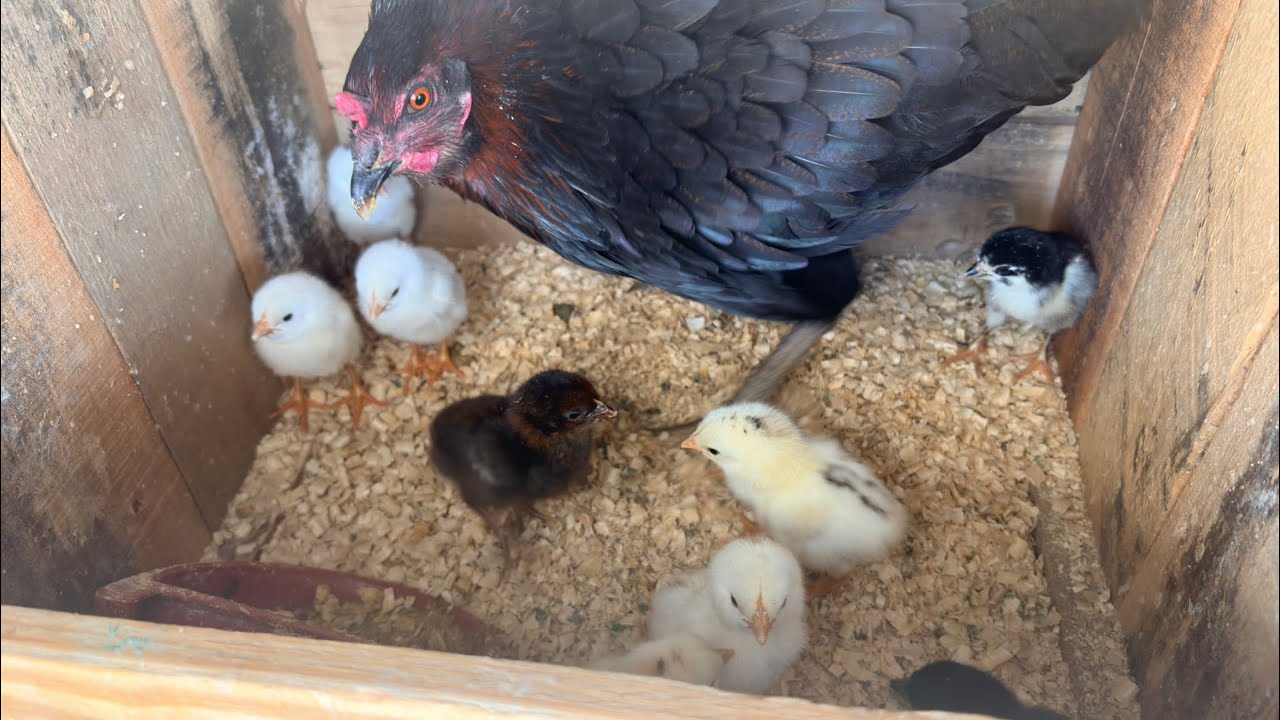 El momento más esperado: ¡Nacieron! 🐔🐣