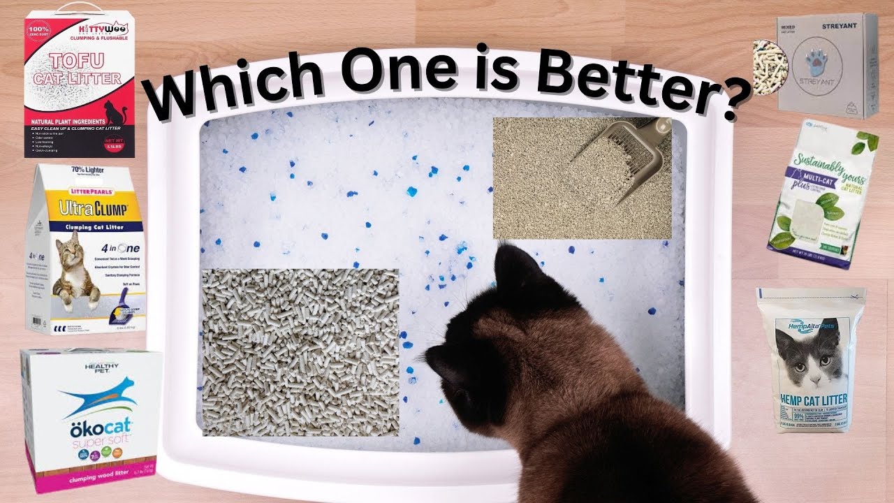 Best Cat Litter For Multiple Cats (Extremely Thoroughly Tested)