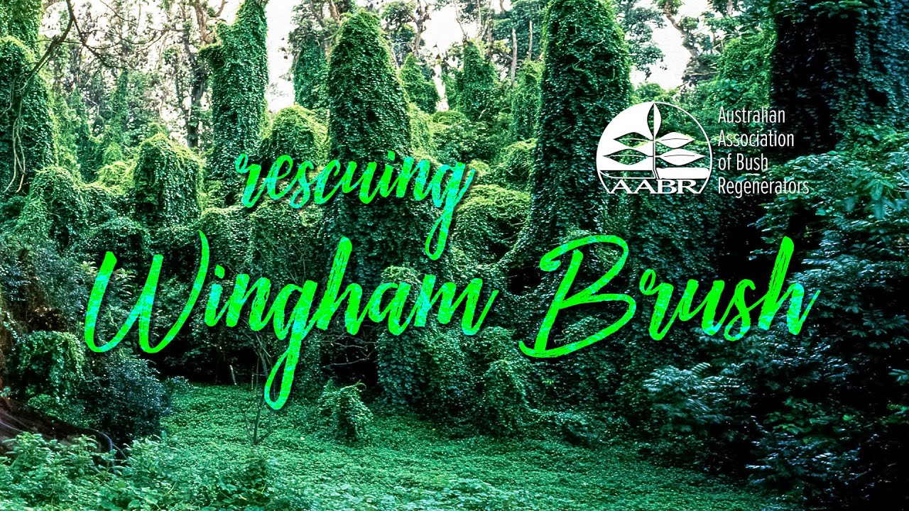 Rescuing Wingham Brush