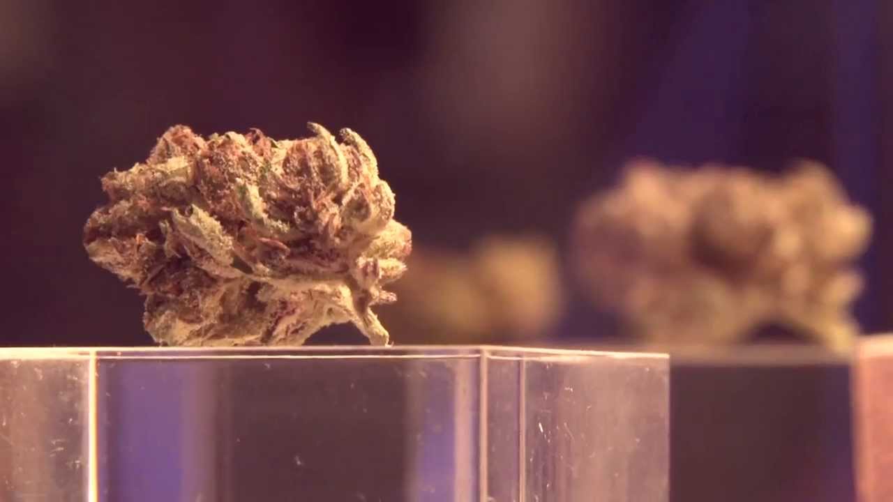 Highlights from HIGH TIMES Cannabis Cup Amsterdam 2013: Day Four