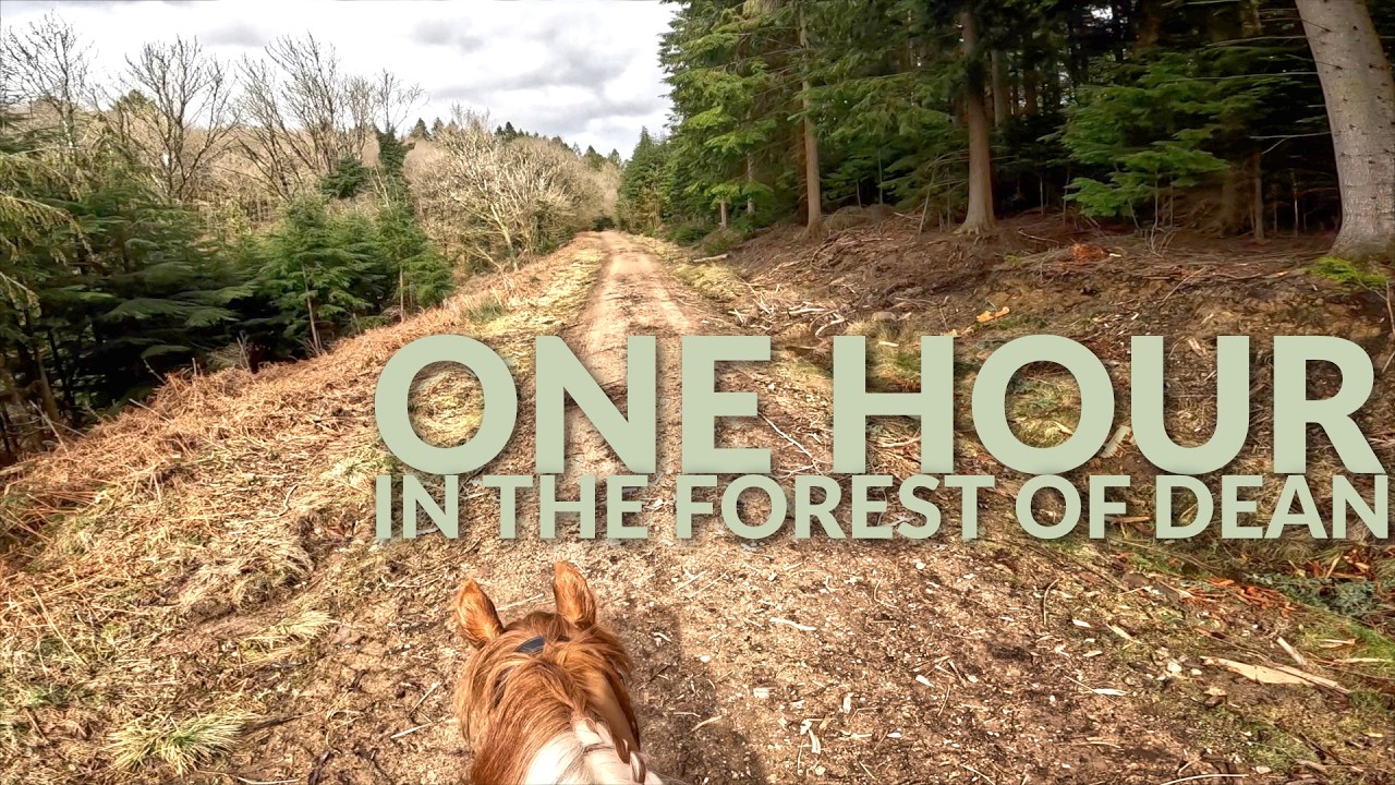 Virtual Horse Ride in the Forest Of Dean