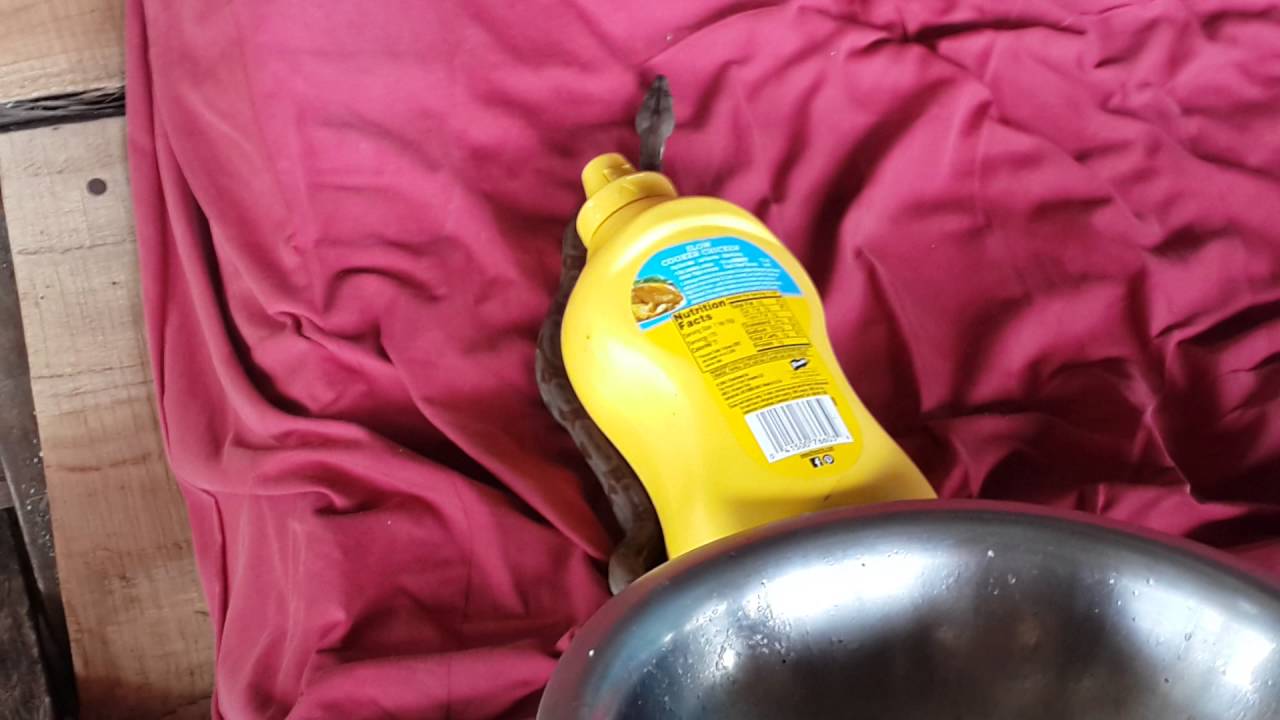 snakes in the bed!