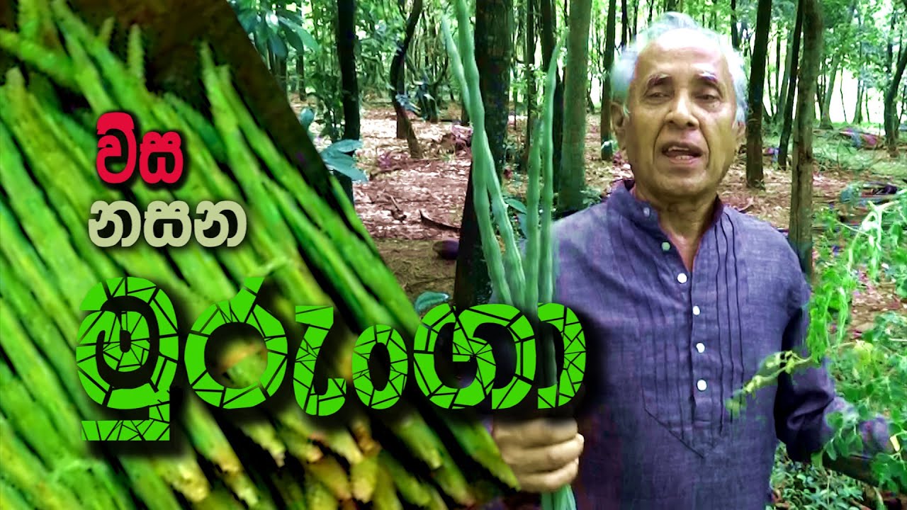 විස නසන මුරුංගා   Health benefits of Moringa. Value of drumstik tree