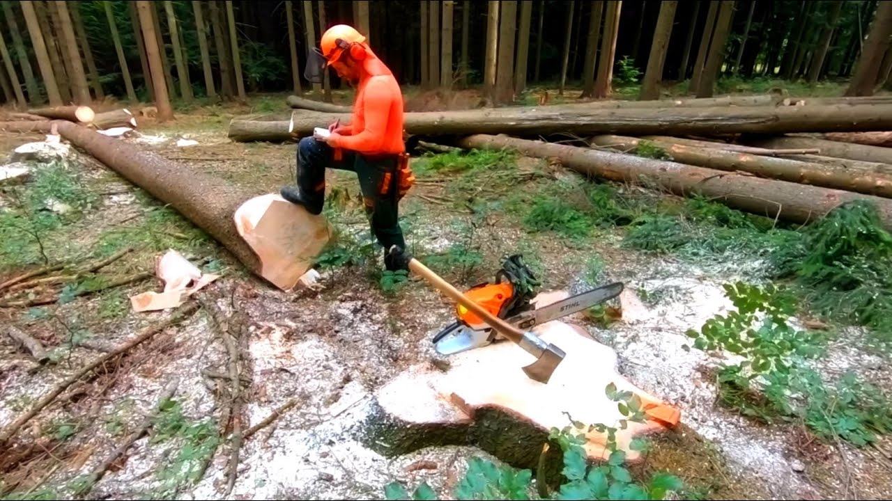 Professional with Stihl MS 462