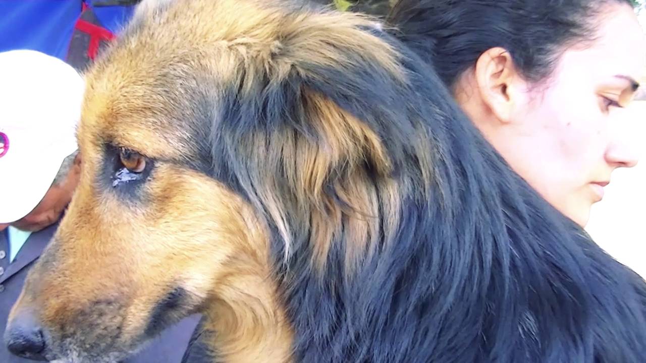 Documental Refugio de animales La Rioja Argentina