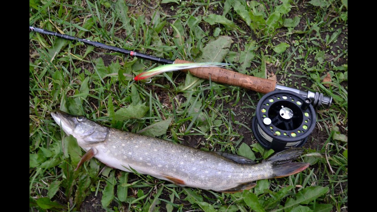 Pike Fly (Variant)