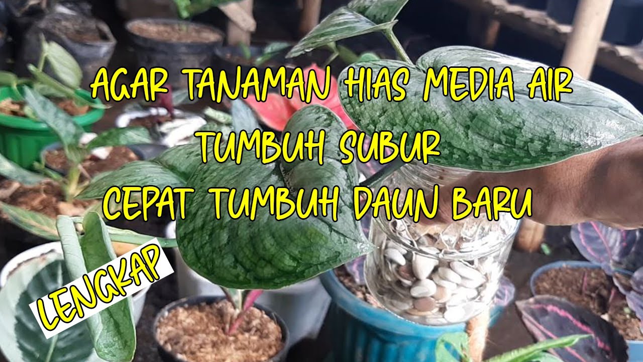 CARA MERAWAT DAN PEMUPUKAN TANAMAN HIAS MEDIA AIR AGAR TUMBUH SUBUR