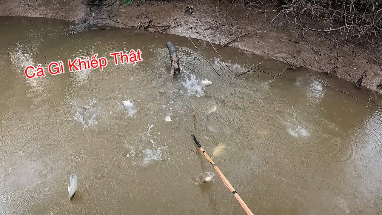 Xiệt Cá Kiểu Này Biết Nào Mới Chán Cá Gì Đâu Khiếp Thật | Kích Cá Miền Tây | Catch Fish