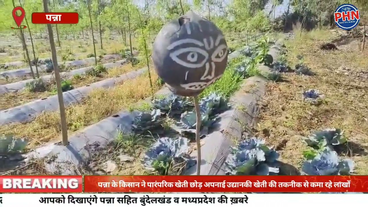 पारंपरिक खेती छोड़ उद्यानिकी अपनाई, 5 एकड़ में सीजनल सब्जियों से तीन गुना आय, जिले में बने मिसाल