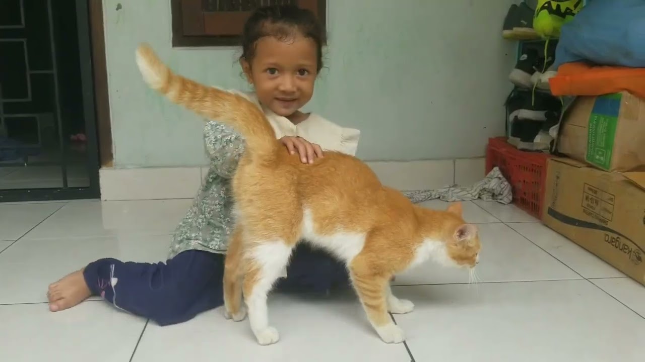 Kasih tidur kucing nyanyi nins bobo#humaira#twin #lucu #oyenbarbar #kucing #sahabat