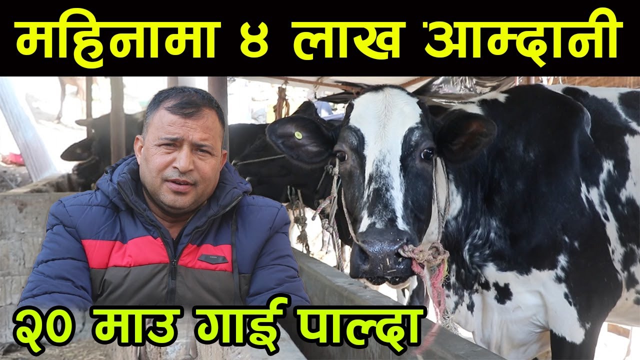 महिनामा ४ लाखको दुध बेच्ने किसान ! २ लाख गाईलाई २ लाख किसानलाई, जम्मा २० माउ गाई पाल्दा||kiranpaudel