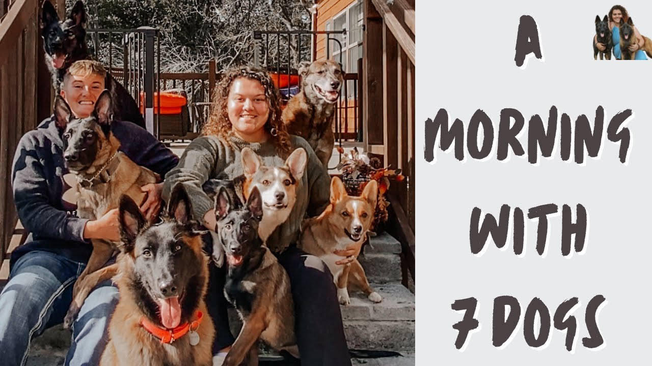My morning routine with 7 DOGS | 4 Belgian Malinois, 2 Corgis & 1 German Shepherd