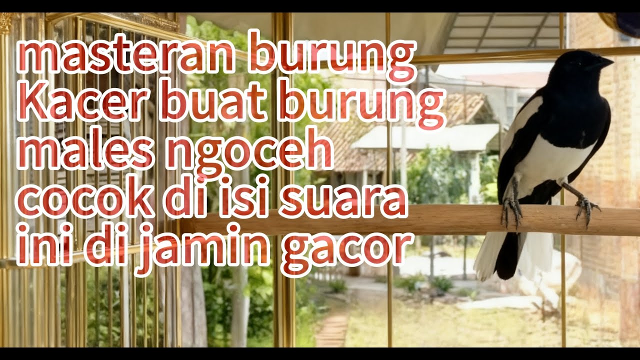 AWAS BURUNG KACER MU IKUT GACOR DENGAR SUARA KACER INI