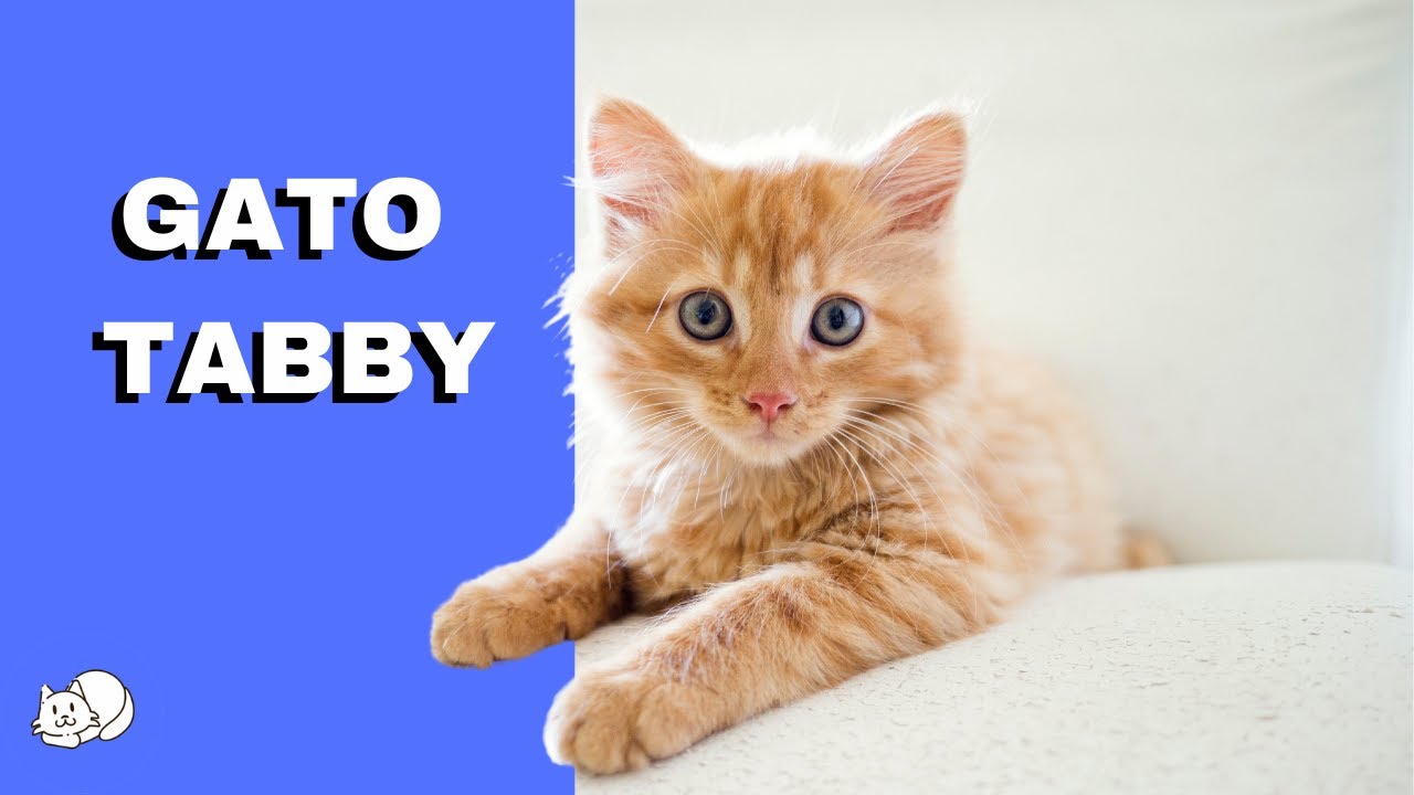 O QUE &Eacute; GATO TABBY?