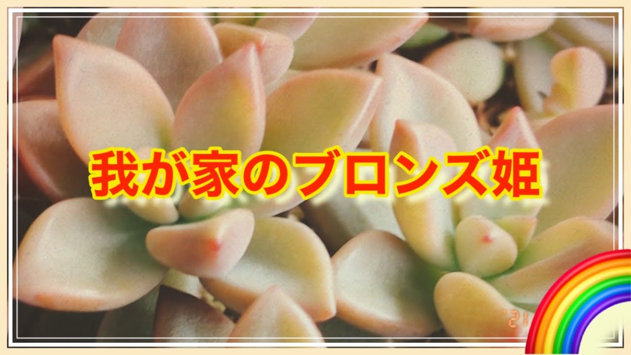 【多肉植物】無限増殖する　succulents multiply Graptopetalum paraguayensis 'Bronz'