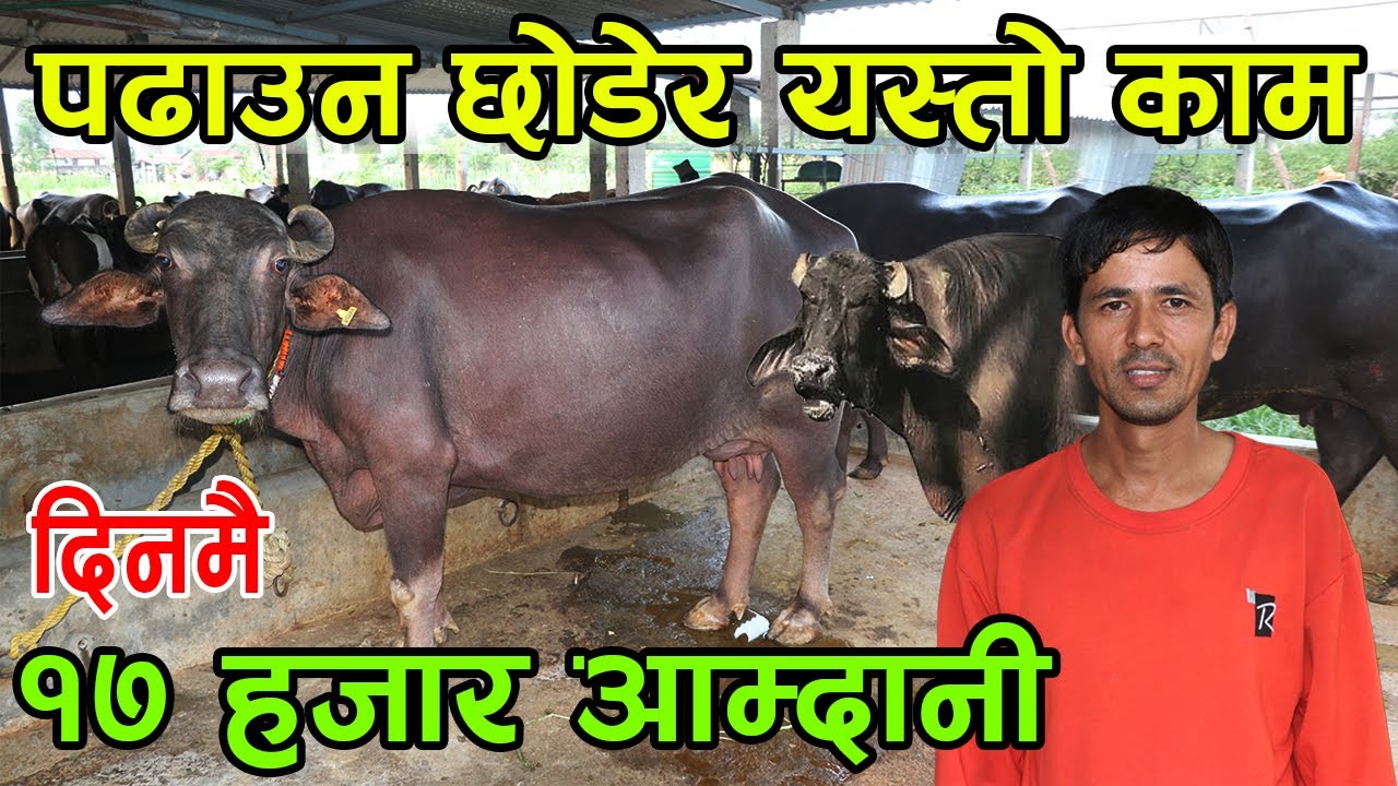 पढाउन छोडेर गाईभैँसी पाल्न थाल्नुभएका नारायण सर ! दिनमै १७ हजारको दुध बिक्री ||kiranpaudel