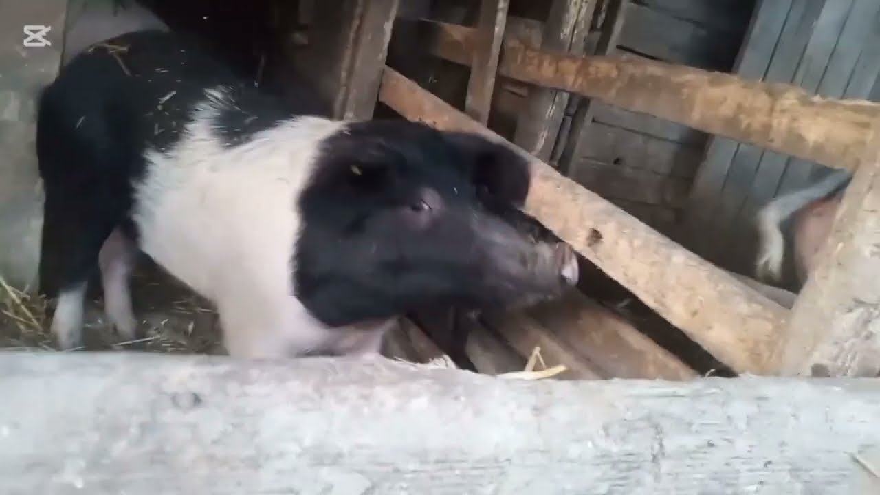 Am luat porcul de ureche