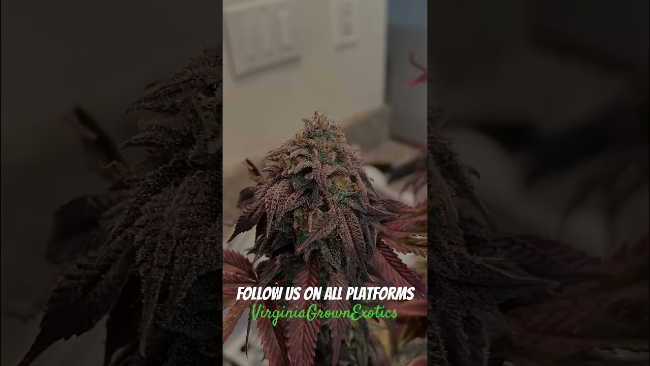 Autoflowers & Photoperiods! Virginia Grown Exotics garden! #cannabiseducation #cultivation #garden