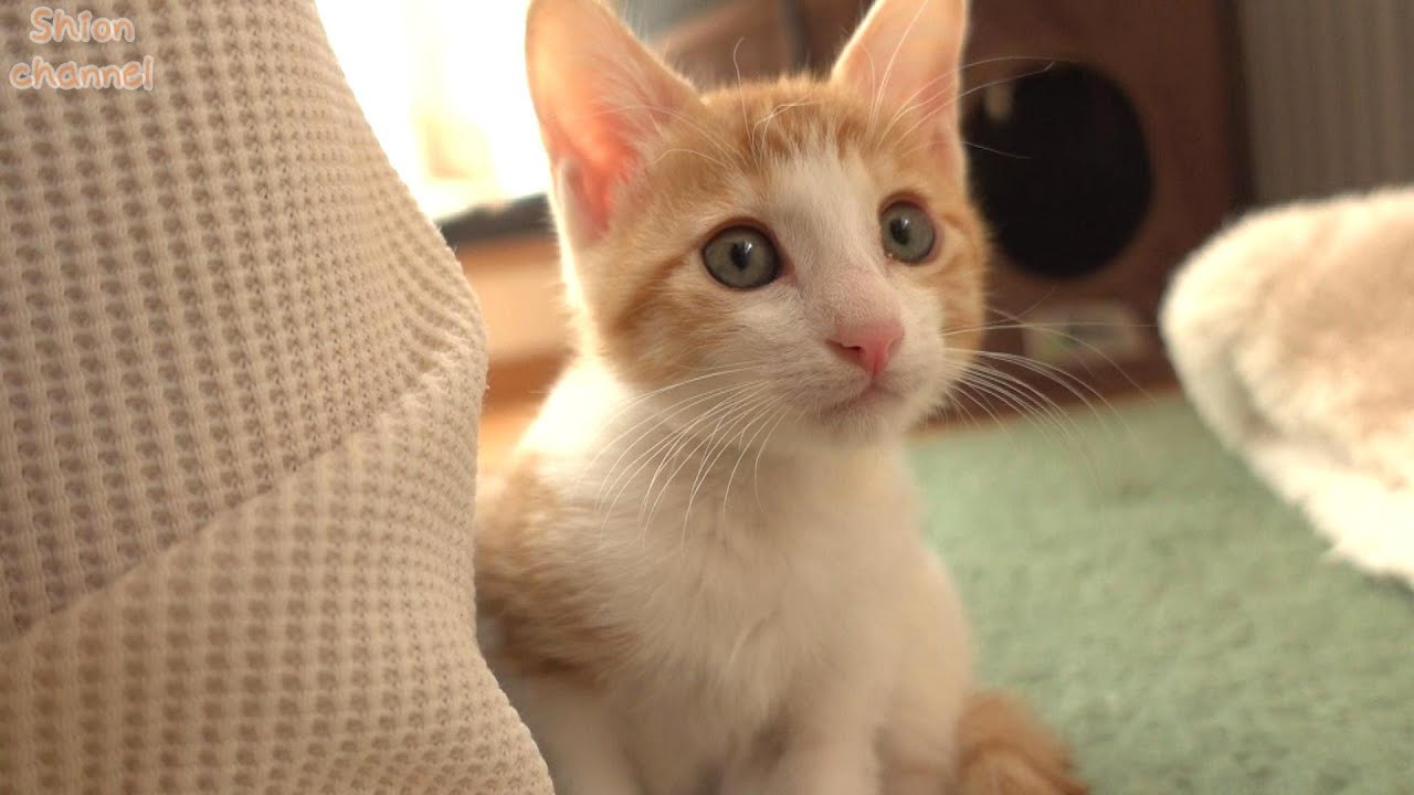 モネちゃんの里親さんが見つかりました