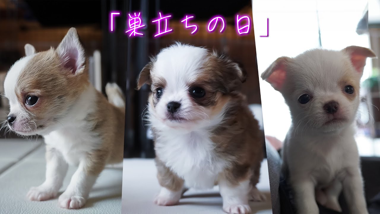 可愛く良い子に育った仔犬たちがそれぞれ巣立って行きました😭😭😭