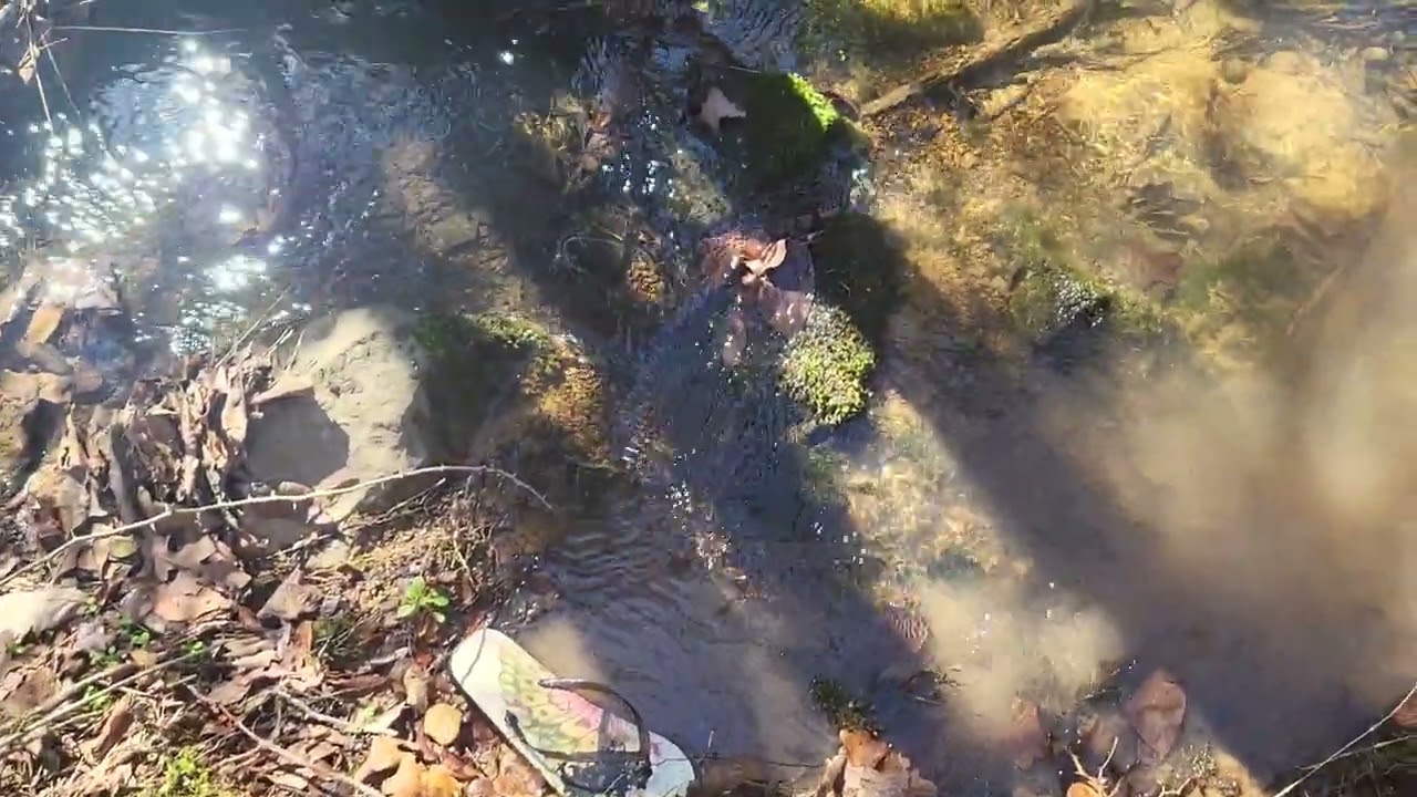 Spring woods and a creek. Hairy Kids playground. 