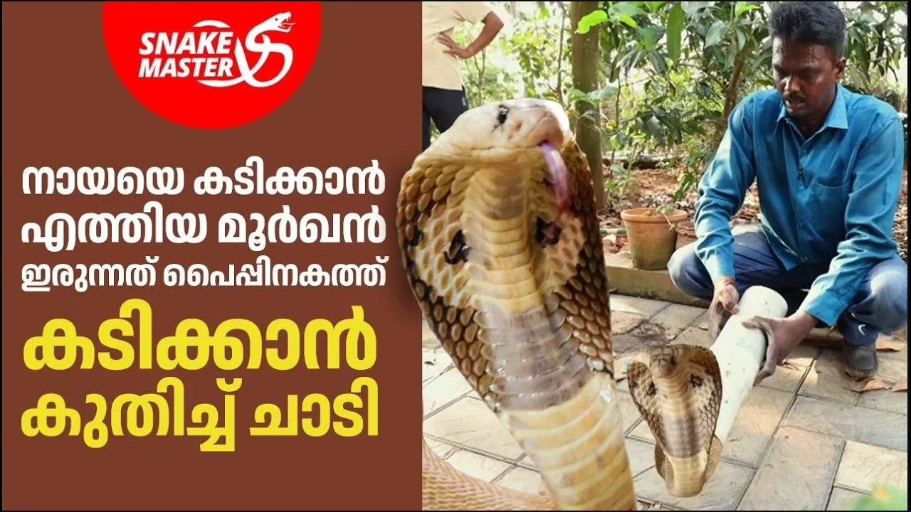 EP 36 | നായയെ കടിക്കാൻ എത്തിയ മൂർഖനെ പടികൂടി | Cobra Rescue | Snakemaster | Vava Suresh