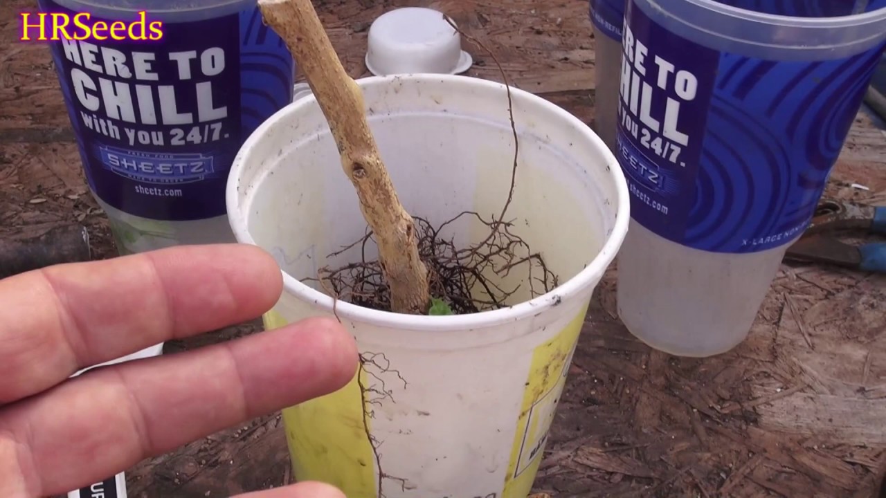 Think your pepper plant is dead? Don't throw it out till you watch this video