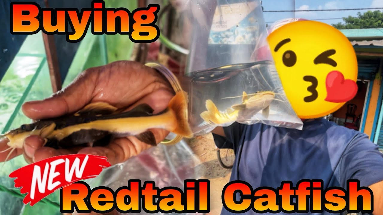 I Bought a MONSTER Redtail Catfish! (What Was I Thinking?!)